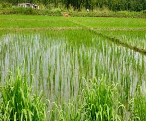 हाइब्रिड धान बीजों ने बदली किसानों की तस्वीर
