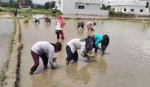 विलुप्त होती दून बासमती की खुशबू फिर लौटेगी